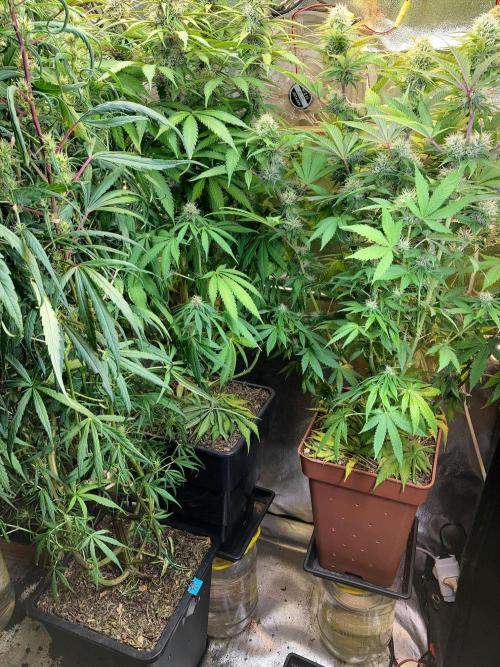 3M 🔥 Txerri Bilbo Haze. Week 11 - The corner