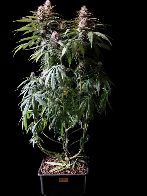 3M 🔻 Mendocino Purple Kush. Week 10