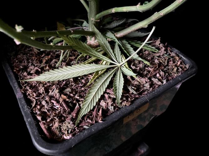 3M 🔻 Mendocino Purple Kush. Week 10 - Sacred Mulch