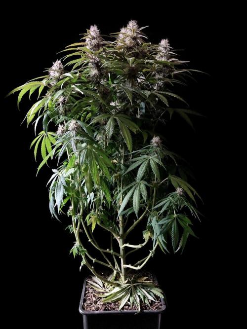 3M 🔻 Mendocino Purple Kush. Week 10