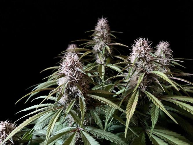 3M 🔻 Mendocino Purple Kush. Week 10