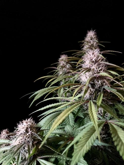 3M 🔻 Mendocino Purple Kush. Week 10