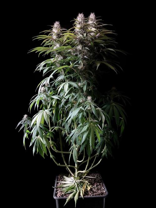 3M 🔻 Mendocino Purple Kush. Week 10