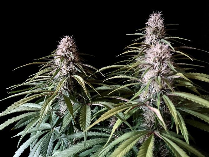 3M 🔻 Mendocino Purple Kush. Week 10