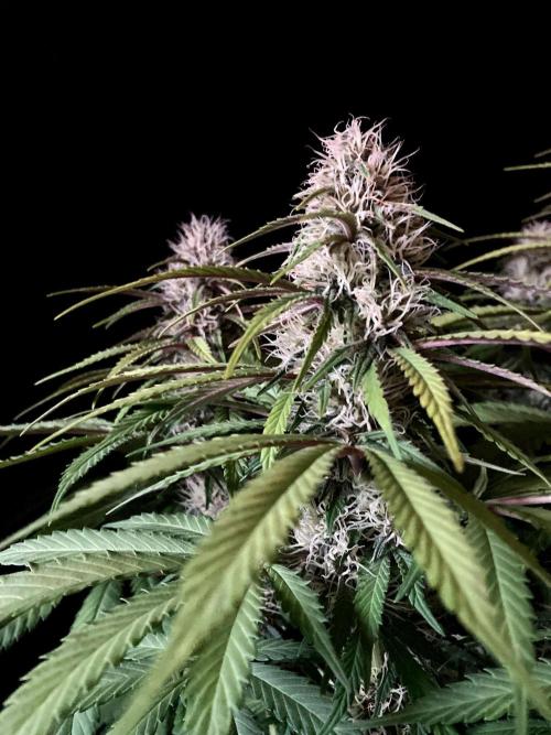 3M 🔻 Mendocino Purple Kush. Week 10