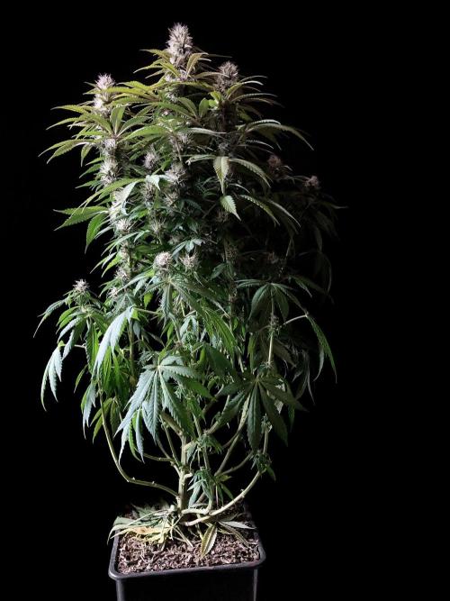 3M 🔻 Mendocino Purple Kush. Week 10