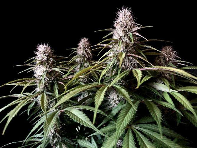 3M 🔻 Mendocino Purple Kush. Week 10