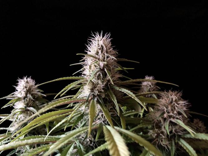 3M 🔻 Mendocino Purple Kush. Week 10