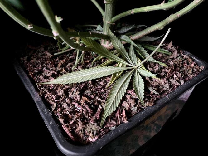 3M 🔻 Mendocino Purple Kush. Week 10