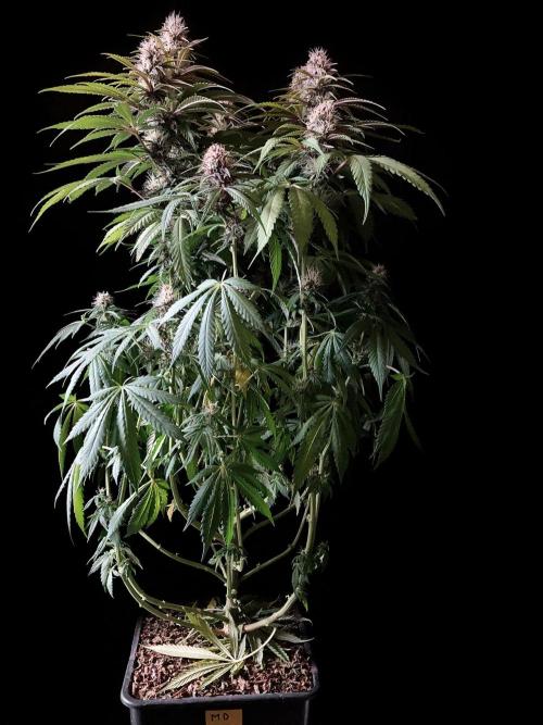 3M 🔻 Mendocino Purple Kush. Week 10