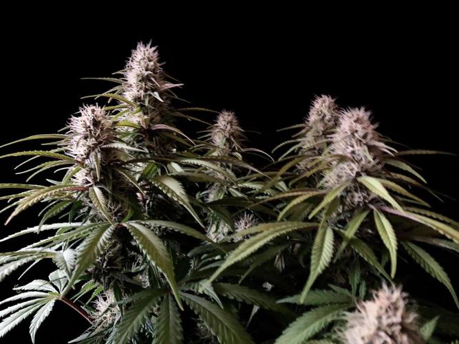 3M 🔻 Mendocino Purple Kush. Week 10