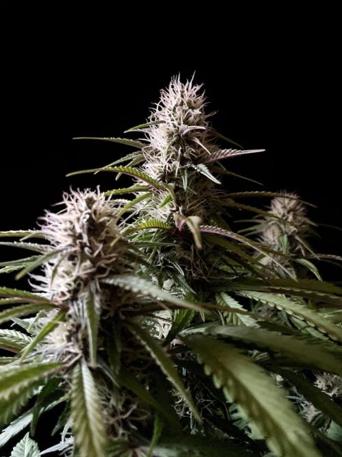 3M 🔻 Mendocino Purple Kush. Week 10