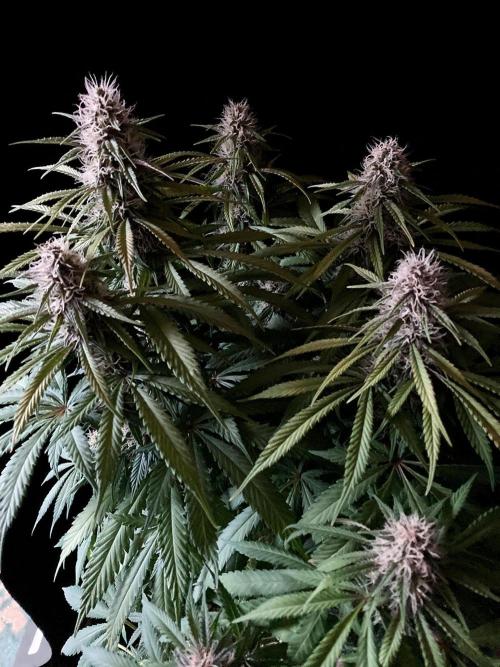 3M 🔻 Mendocino Purple Kush. Week 10