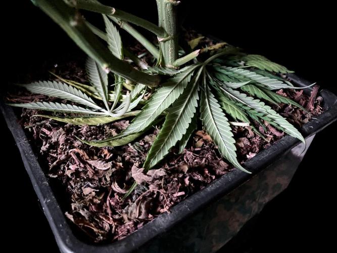 3M 🔻 Mendocino Purple Kush. Week 10