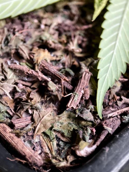 3M 🔻 Mendocino Purple Kush. Week 10