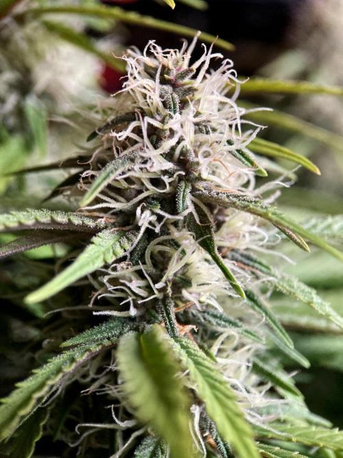 3M 🔻 Mendocino Purple Kush. Week 10