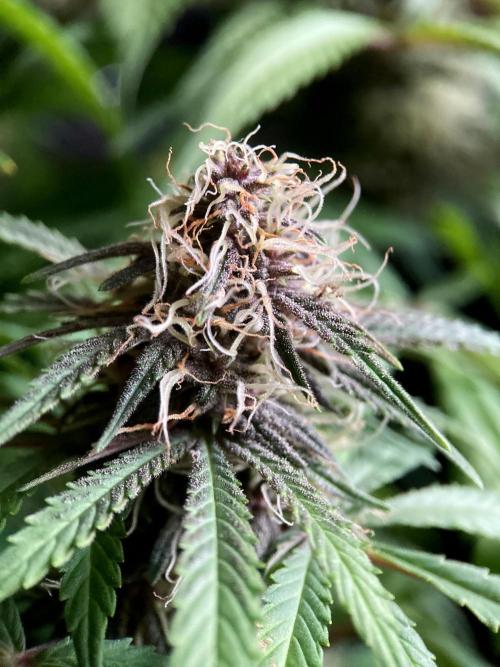 3M 🔻 Mendocino Purple Kush. Week 10