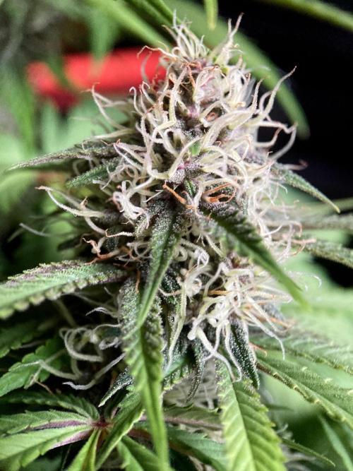 3M 🔻 Mendocino Purple Kush. Week 10