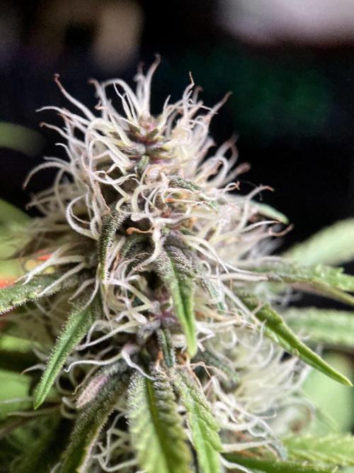 3M 🔻 Mendocino Purple Kush. Week 10