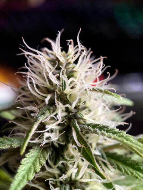 3M 🔻 Mendocino Purple Kush. Week 10