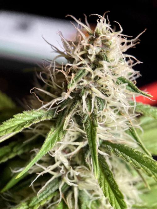 3M 🔻 Mendocino Purple Kush. Week 10