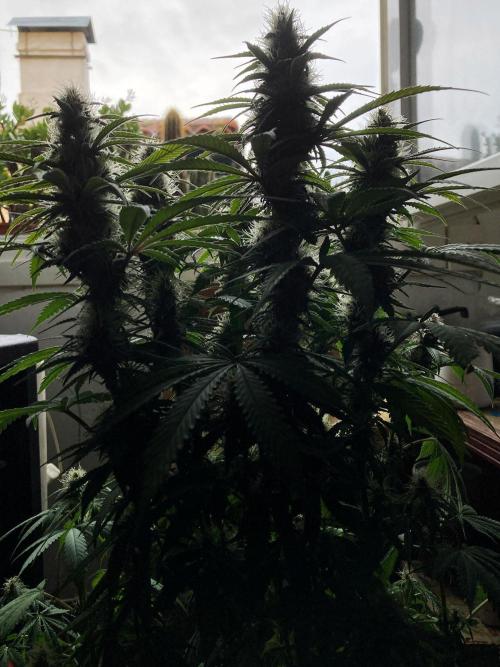 3M 🔻 Mendocino Purple Kush. Week 10