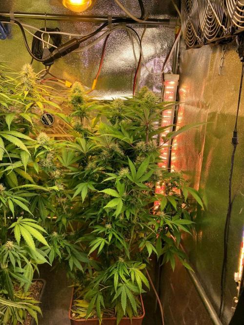 3M 🔻 Mendocino Purple Kush. Week 10