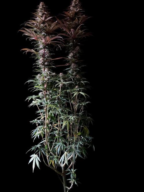 3M 🌟 Bahia Black Head. Week 12