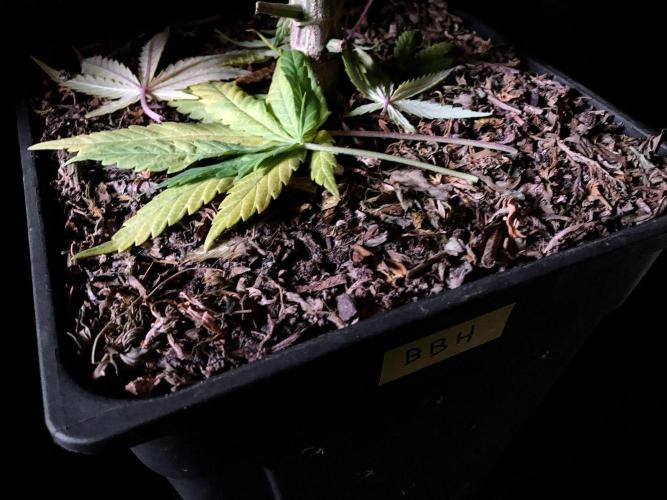 3M 🌟 Bahia Black Head. Week 12 - Sacred Mulch