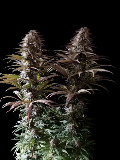 3M 🌟 Bahia Black Head. Week 12