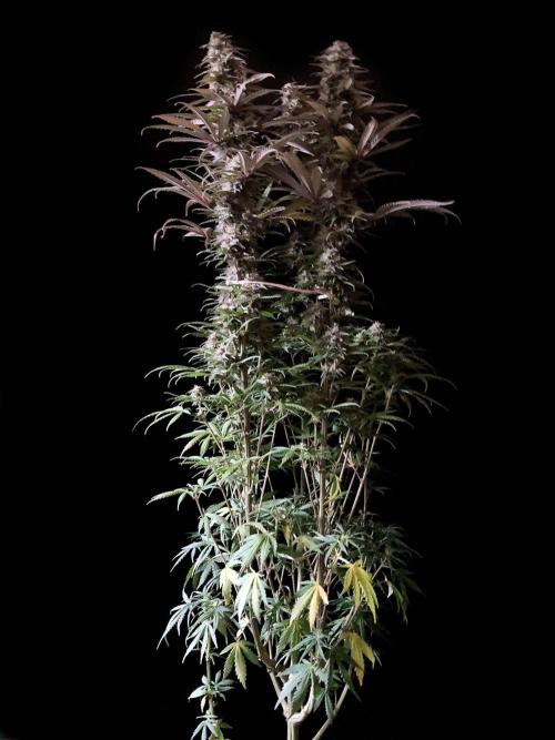 3M 🌟 Bahia Black Head. Week 12