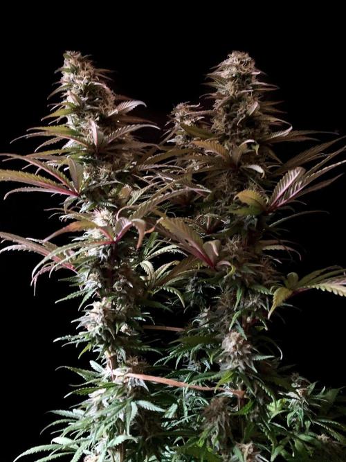 3M 🌟 Bahia Black Head. Week 12