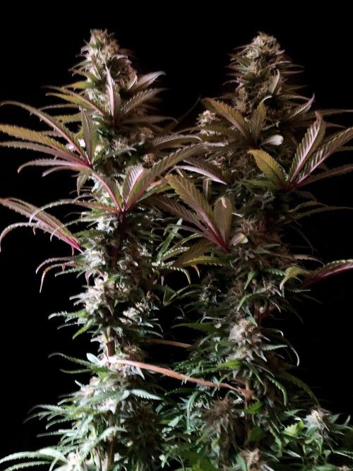 3M 🌟 Bahia Black Head. Week 12