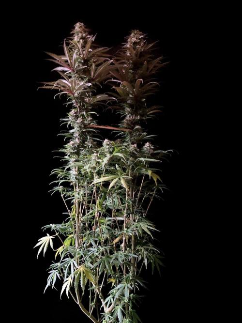 3M 🌟 Bahia Black Head. Week 12