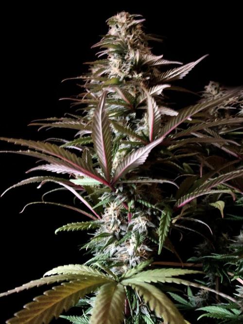 3M 🌟 Bahia Black Head. Week 12