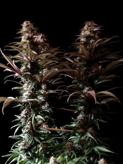 3M 🌟 Bahia Black Head. Week 12