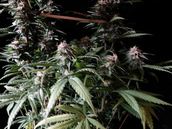 3M 🌟 Bahia Black Head. Week 12