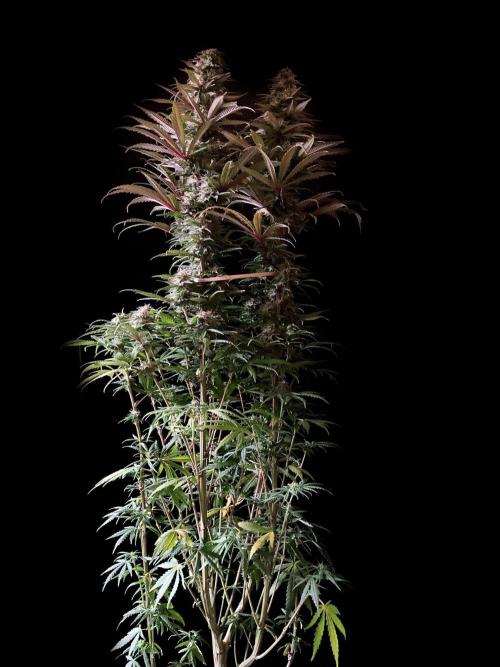 3M 🌟 Bahia Black Head. Week 12