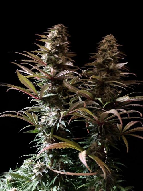 3M 🌟 Bahia Black Head. Week 12