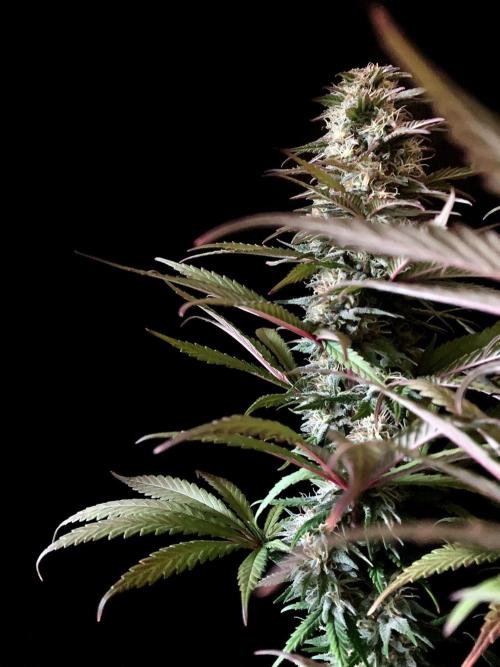 3M 🌟 Bahia Black Head. Week 12