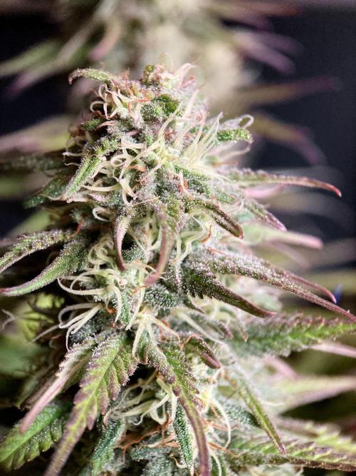 3M 🌟 Bahia Black Head. Week 12