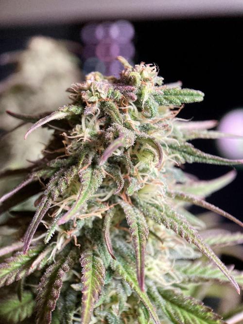 3M 🌟 Bahia Black Head. Week 12