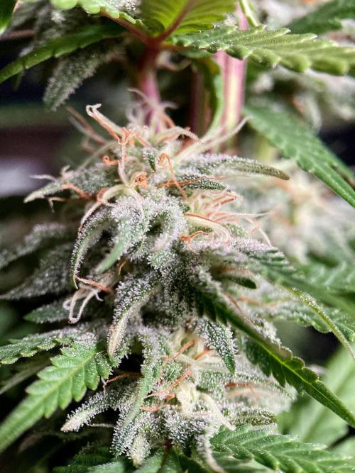 3M 🌟 Bahia Black Head. Week 12