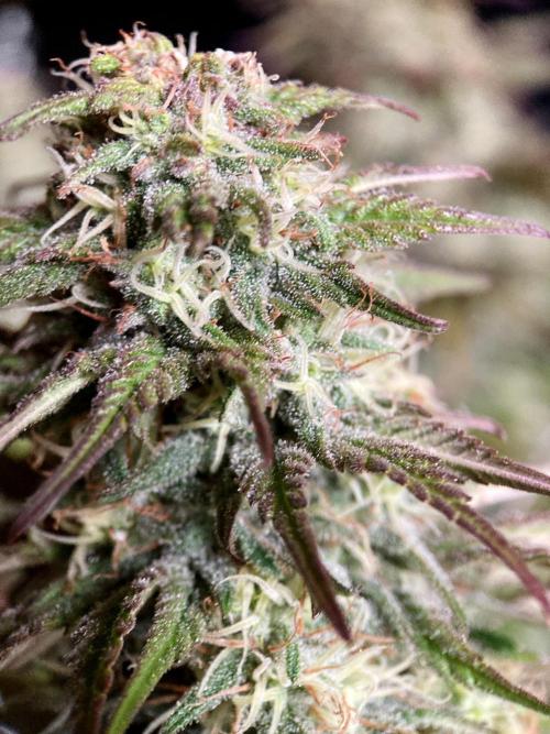 3M 🌟 Bahia Black Head. Week 12