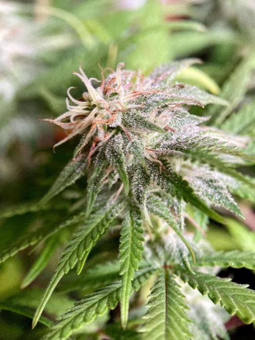 3M 🌟 Bahia Black Head. Week 12