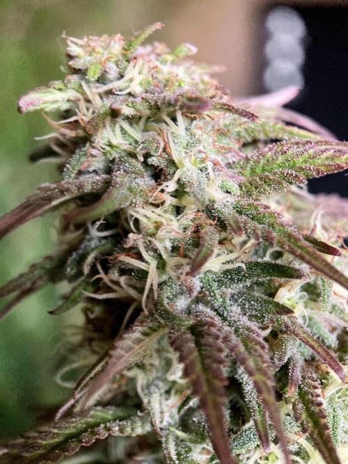 3M 🌟 Bahia Black Head. Week 12