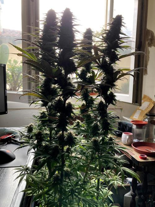 3M 🌟 Bahia Black Head. Week 12