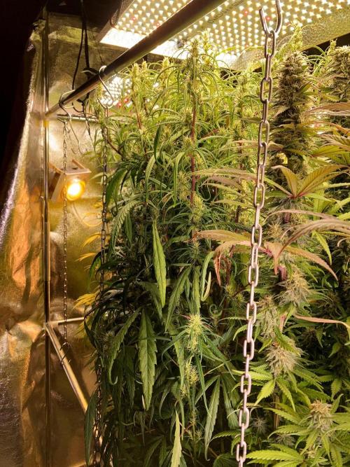 3M 🌟 Bahia Black Head. Week 12 - Chains help