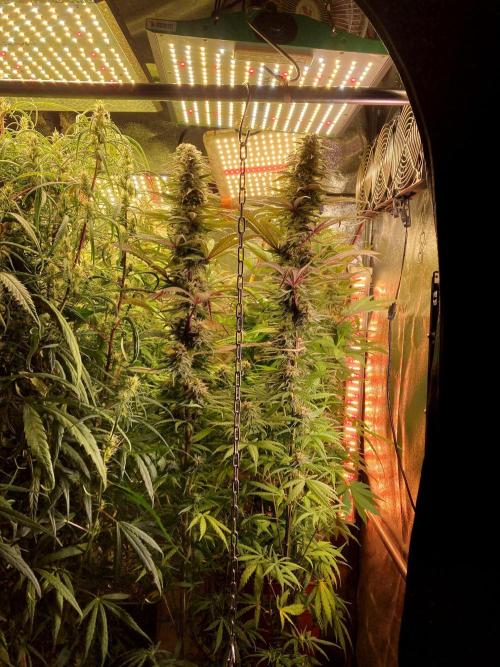 3M 🌟 Bahia Black Head. Week 12 - The corner