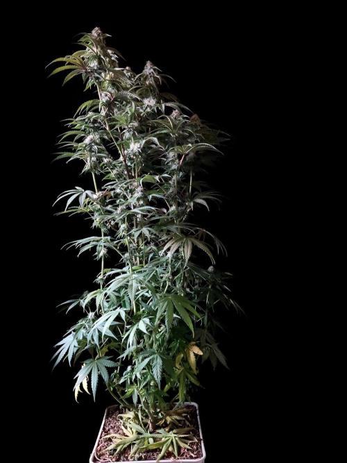 3M 🍋 Black Lemon. Week 12